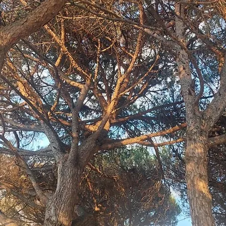 Ibra Golem (Tirana)
